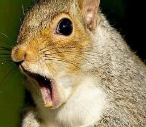 Sticker Squirrel_ho - 1