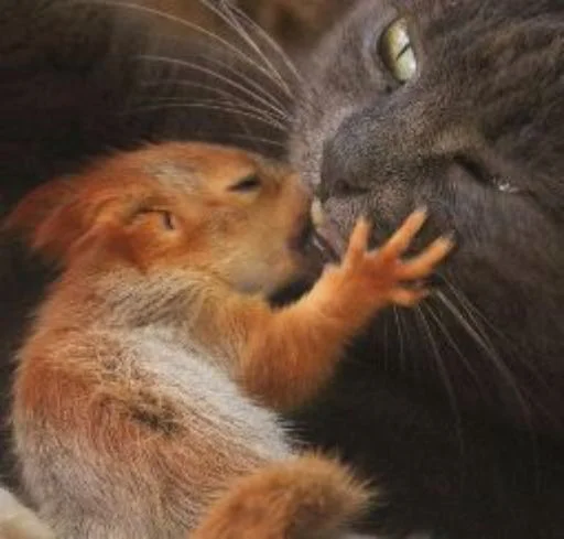 Стикер Squirrel_ho - 1