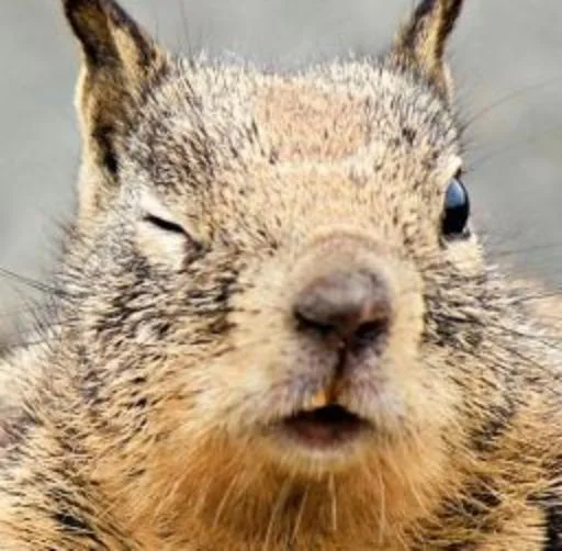 Стикер Squirrel_ho - 1