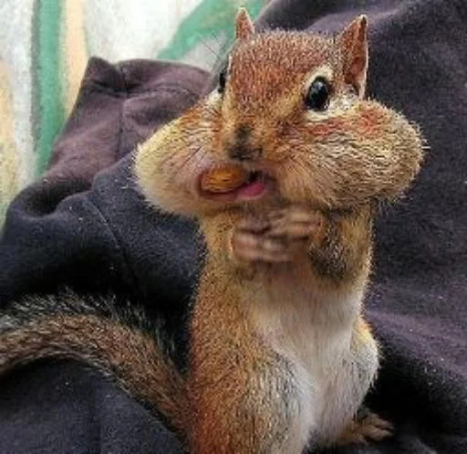 Sticker Squirrel_ho - 1