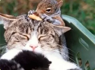 Sticker Белка Хо. - 2