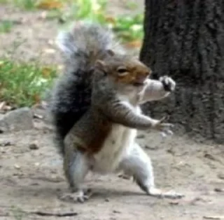 Sticker Белка Хо. - 11