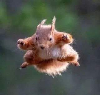 Sticker Белка Хо. - 1