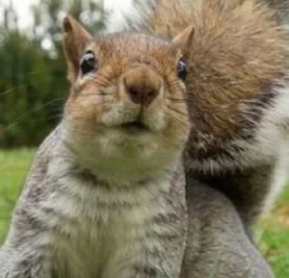 Sticker Белка Хо. - 5