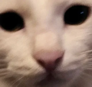 Sticker Белка Хо. - 6