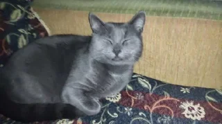 Sticker Deniskapipiska-tank)) @Tgthemesrobot - 4