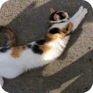 Sticker 🍁Стики Солнышка @Stikerhi_bot - 5