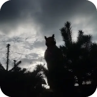 Sticker 🍁Стики Солнышка @Stikerhi_bot - 4