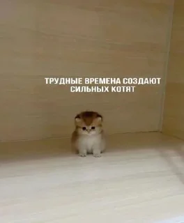 Стикер Мемно 😂 @Tgthemesrobot - 4