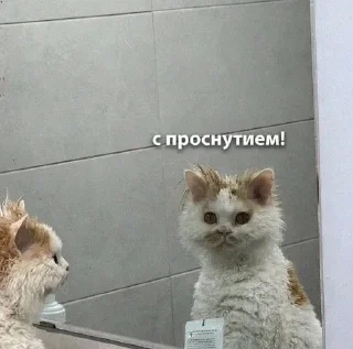 Стикер Мемно 😂 @Tgthemesrobot - 8