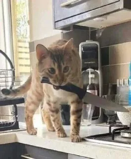 Стикер Мемно 😂 @Tgthemesrobot - 11