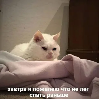 Стикер Мемно 😂 @Tgthemesrobot - 5