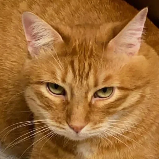 животное млекопитающее кошка