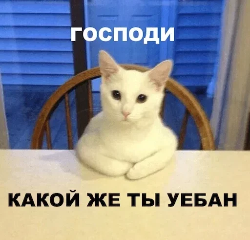 кошки малого и среднего размера домашняя кошка кошка