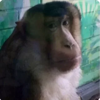 Sticker Имба монки - 7