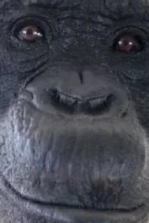 Sticker Имба монки - 11