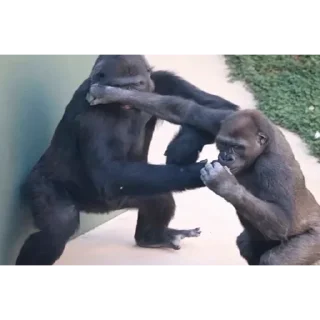 Sticker Имба монки - 10