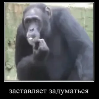 Sticker Имба монки - 4