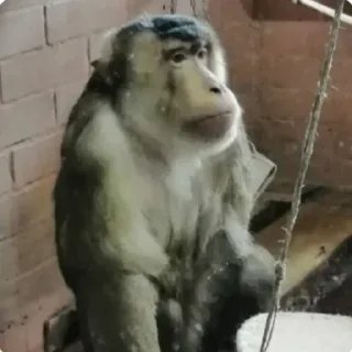 Sticker Имба монки - 8