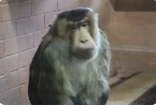 Sticker Имба монки - 3