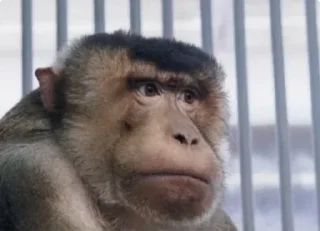 Sticker Имба монки - 2