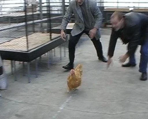 Голова редкие кадры @Temyrobot - 