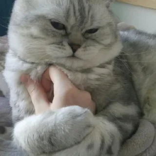 Стикер Я заебалась создавать новые стикеры - 6