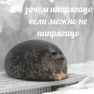 Sticker 💡 Цитаты @Stikerhi_bot - 6