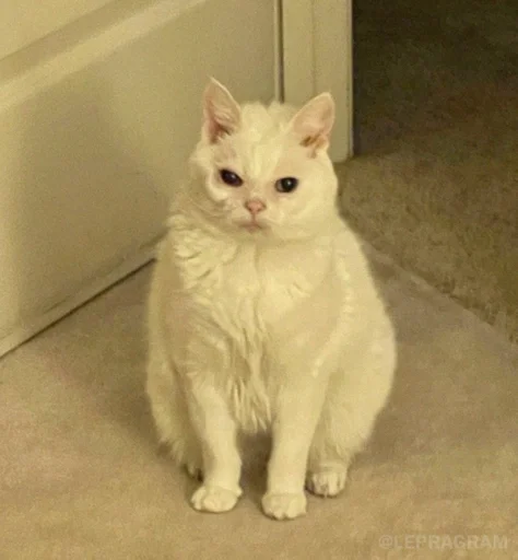 mammal animal domestic cat