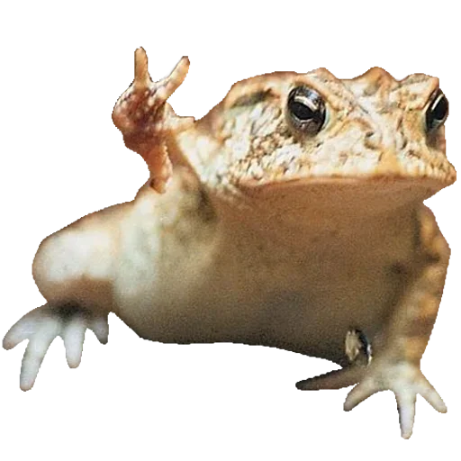 animal amphibian frog