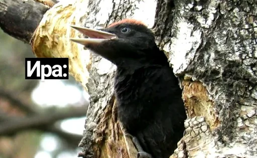 Стикер стеклянные стеклопакеты - 4