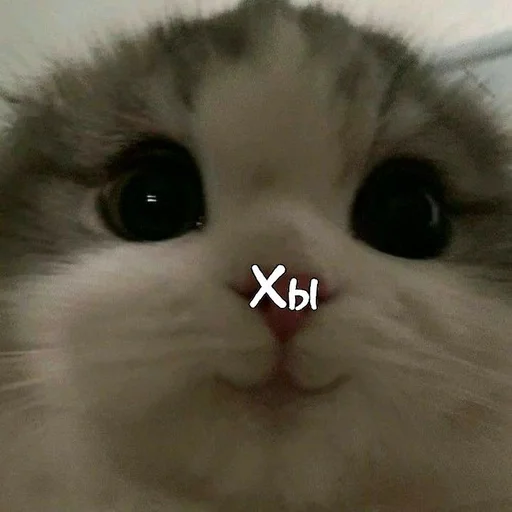 млекопитающее животное кошка