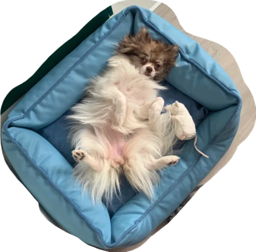 Sticker Stesha_pom - 1