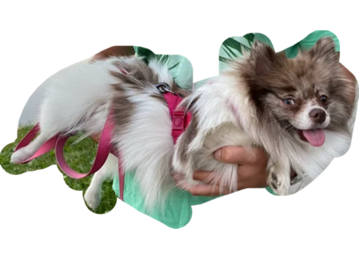 Стикер Stesha_pom - 1