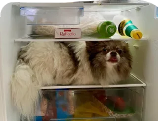 Стикер Strega - 4