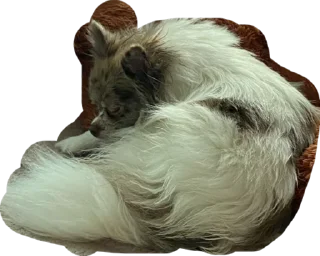 Стикер Strega - 2