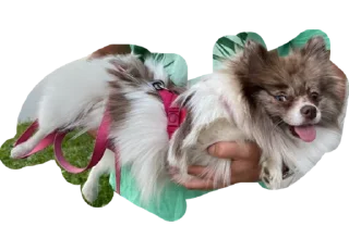 Стикер Strega - 1