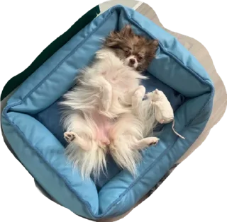 Стикер Strega - 3