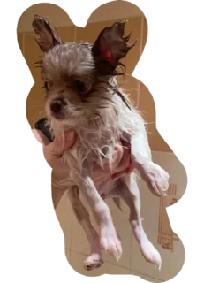 Стикер Strega - 0