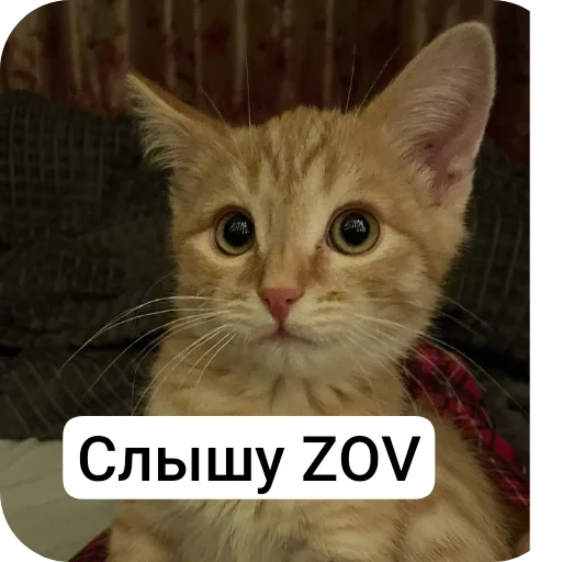 Sticker Stichishche - 1