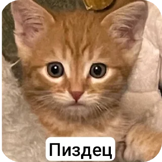 Стикер Стичище - 2