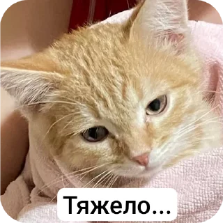 Стикер Стичище - 5