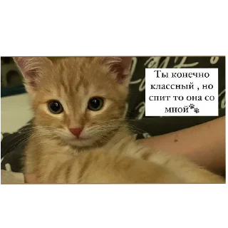 Стикер Стичище - 0