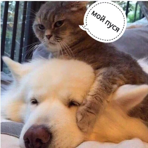 животное млекопитающее домашнее животное