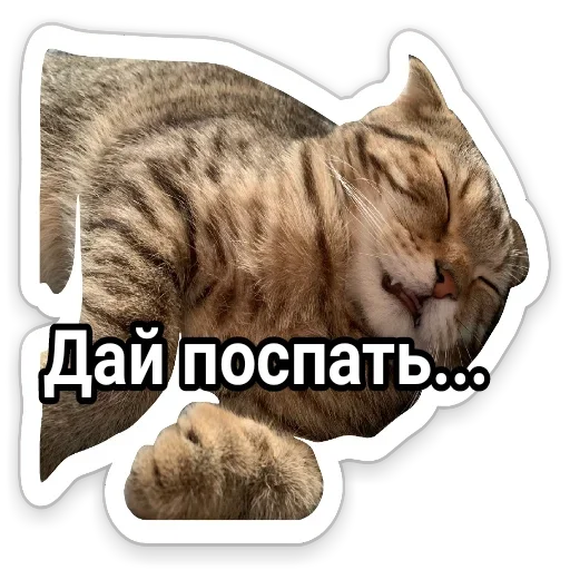 animal felidae mammal