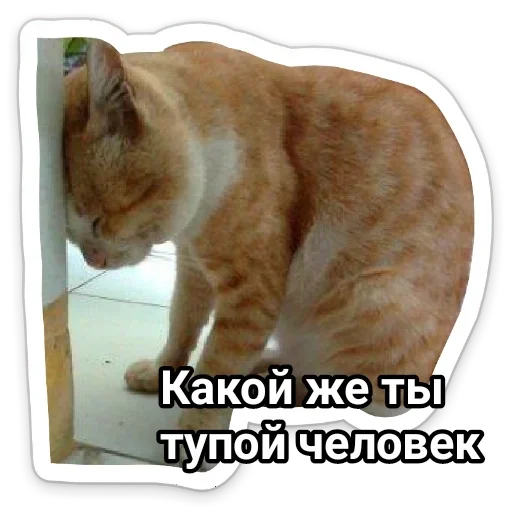 животное млекопитающее кошка