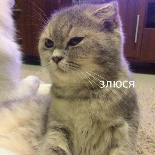животное млекопитающее кошка
