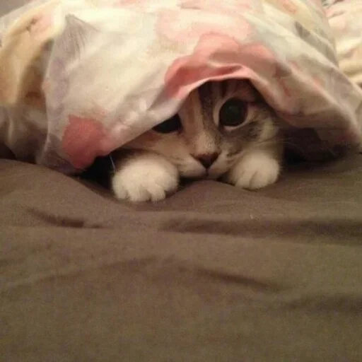 кошка комнатный кошачьи