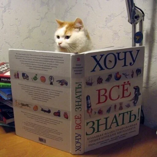 СМС животное комнатный