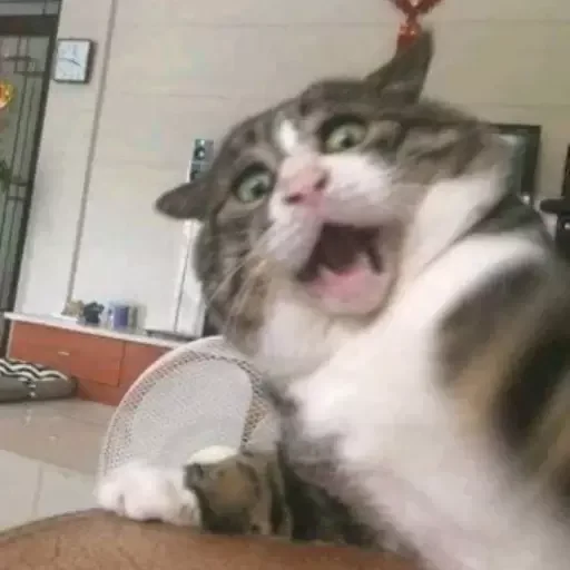 animal indoor small to medium-sized cats